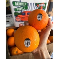 🔥Fresh Arrival🔥USA Barnfield Sunkist Navel Orange *S Size* (Black Label 3107 / 4103) 3pcs