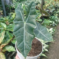 Bunga Alokasia Amazon K1, Keladi tengkorak alokasia sandriana realpict