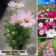 100pcs Fairy Mixed Cosmos Flower Seeds for Planting Rare Double Petal Cosmos Flower Plant Seeds Biji