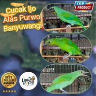 Original Cucak Ijo Jantan Banyuwangi Alas Purwo Bebeciu Trotolan-Nopeng-Ph/Kuningan