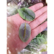 [Material King Wholesale | Taiwan Ready Stock] Single Rose Leaf 50 Pieces * 0.5 Yuan = 25 Yuan