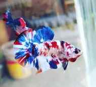 Candy multicolour galaxy koi fccp betta (random choose only)
