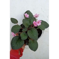 Tanaman Hias Bunga Violces Pink Begonia Violces Pink Daun Besar