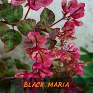 bibit bunga bougenville Black Maria cantik