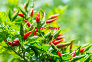 cabe rawit gunung / cengek cempling | cabe rawit alas super pedas | cabe rawit gunung per 100g