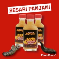 minyak lintah kayangan asli 100% original buatan kampung