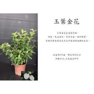 心栽花坊-玉葉金花售價120特價100