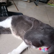 NOKEN AS CRYPTON ORIGINAL COPOTAN MOTOR NOKEN AS VEGA R OLD NOKEN AS VEGA OLD ORIGINAL INTACT NOKEN 