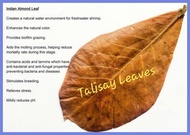 ▧  ✅ Talisay Leaves Mantalisay Leaves Indian Almond Leaves Dahon ng Talisay Dahon ng Mantalisay