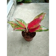Aglaonema Exotic Red: Live plant