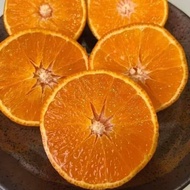 Anak Pokok Ehime Jelly Orange aka Beni Madonna atau Aiyuan 38