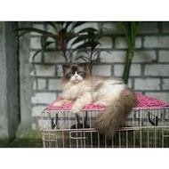 ready kucing jantan ragdoll dan betina Himalaya ragdoll