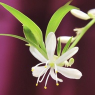Spider Plant 吊兰 ( White Border Green Middle )
