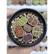 Lithops Candy 🌈 Rainbow Colour lithops set no pot 批发优选彩套 超萌超可爱/屁屁生石花 wholesale Readystock