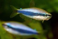 藍國王燈 小型魚 燈魚 藍帝王燈 吃飼料 藍色 好養 戶外