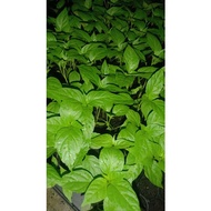 Anak pokok cili vietnam SAKATA 508 F1 HYBRID