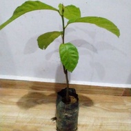 Pokok Terap / Tarap isi putih