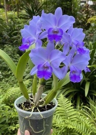 Tanaman hias bibit bunga anggrek dendrobium warna biru mudaa