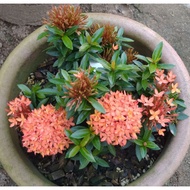 Pokok Bunga Ixora Sunkist Orange  ( Anak Pokok ) VIRAL.