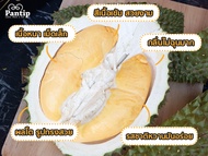 ต้นทุเรียนนวลทองจันทร์ ต้นใหญ่ เสียบยอดแล้ว ถุงเบอร์ 10 ทุเรียนไร้กลิ่น