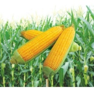 (READY STOK) 1KG BIBIT BENIH JAGUNG MANIS MADU UNGGULAN
