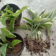 pokok halia hitam Thailand/black ginger Seedlings/ 黑姜苗