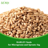 ❣BARLEY Seeds for Microgreens and Sprouts 1kg