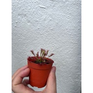 Drosera Capillaris Long Leaf Sundew