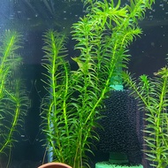 Anacharis (Elodea densa) Egeria densa Aquatic Water Plants Aquarium 蜈蚣水草 [6 free 1]