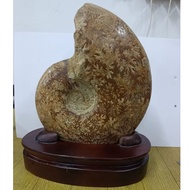 Ammonite fossil seashell with base