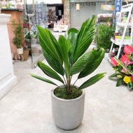 植栽系列 圓扇蒲葵 台北市區外送免運費典華優惠券