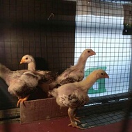 Anak Ayam Shamo Belgia/usia1bulan.