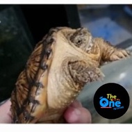 Kura Kura Common Snapping Turtle CST