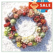 BUY 1 GET 1 FREE Growlo 200Pcs Rare Succulent Seed Cactus Seeds Rare Flower Plants Office Potted Plant Pot Ready Stock