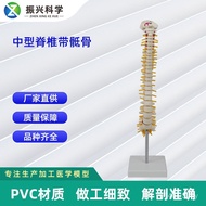 Spine Medium-Sized Skeleton Teaching Aids Medical Collection Skeleton Human Spine Human Body Model M