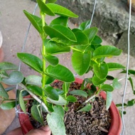 ♞,♘Hoya Cumingiana/Hoya Millionaire Plant