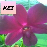 Anggrek Dendrobium Kei Dewasa