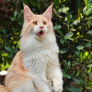 kucing mainecoon non ped jantan