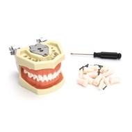 Dental Tooth Model with Removable 28 Teeth, Dental Implant Model