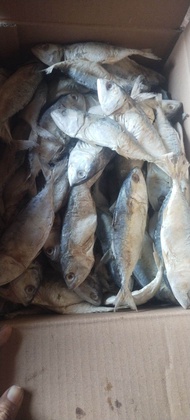 Ikan Asin Murah/ Ikan Asin peda putih 1 kg / ikan asin ukuran jumbo peda putih