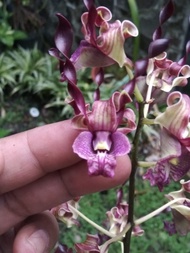 Anggrek Dendrobium Dendrobium Unicorn