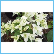✨ ⊕ ▬ bougainvillea cuttings