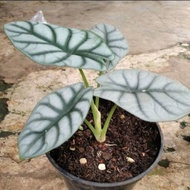 TERBAIK Alocasia dragon silver