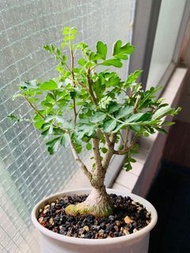 彩葉漆樹  #橡木漆樹