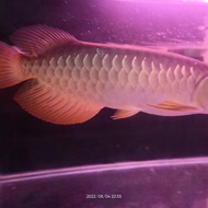 Arwana golden red HB 30 cm