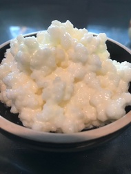 Kefir Grain เกรนคีเฟอร์ 5 สายพันธุ์ No COD หัวเชื้อบัวหิมะ