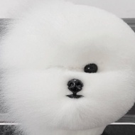 Bichon Head Model Bichon Head Hair Simulation Bichon Head Model Big Round Head Practice Bichon Fake 