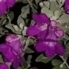 Anak pokok texas Sage 玉芙蓉 live plant