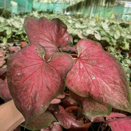 Caladium Thai Hybid Species-Pokok Keladi Hidup