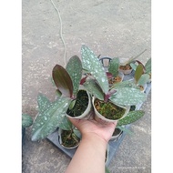 Anggrek Bulan Remaja/ Bulan Hybrid/ Phalaenopsis Remaja Hybrid